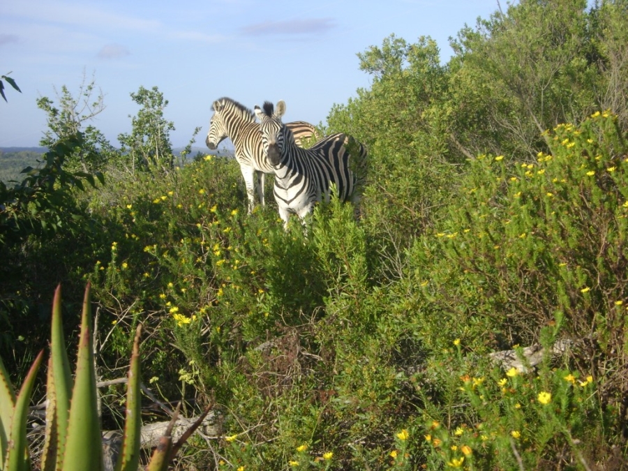 Commercial Property for Sale in Port Alfred Rural Eastern Cape